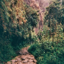 The trail leading towards Intipata